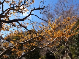 DSCF1191_R