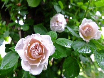 DSCF7083_R