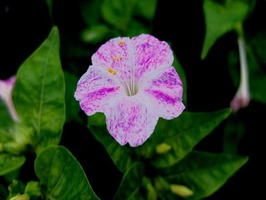 DSCF9109_R