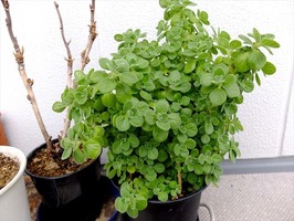 DSCF5834_R