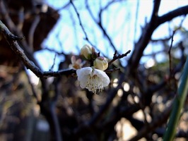 DSCF0533_R