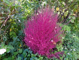 DSCF5727_R