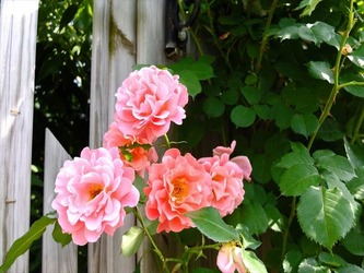 DSCF7979_R