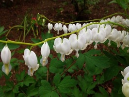 DSCF2320_R