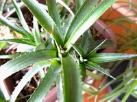 DSCF6070_R