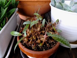 DSCF8986_R