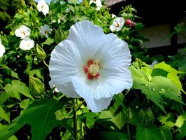 DSCF9164_R
