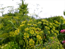DSCF8973_R