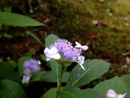 DSCF4458_R