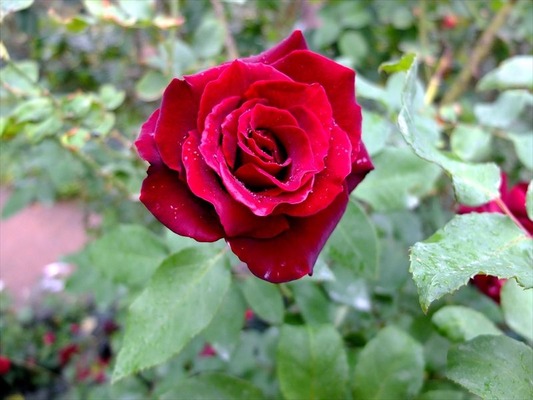 DSCF5631_R