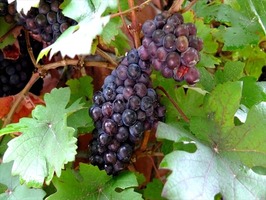 DSCF8954_R