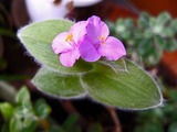 DSCF4203_R
