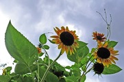 DSCF5561_R