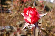 DSCF8987_R