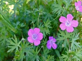 DSCF7784_R