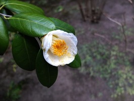 DSCF6999_R
