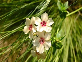DSCF7977_R