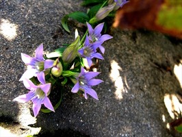 DSCF5240_R