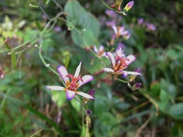 DSCF5182_R