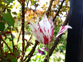 DSCF1922_R