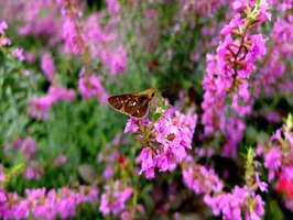 DSCF9058_R