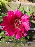 DSCF1518_R