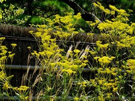 DSCF9249_R