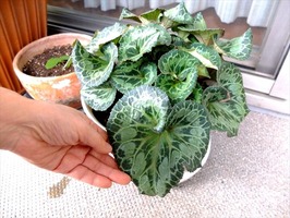 DSCF5938_R