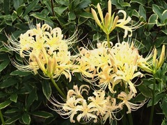 DSCF9518_R