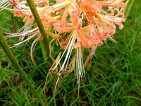 DSCF4972_R
