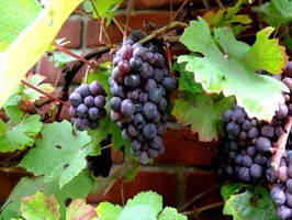 DSCF8955_R