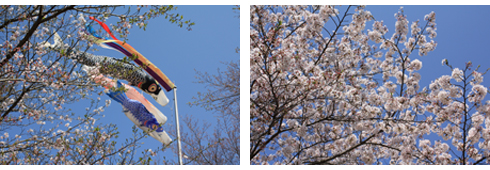 こいのぼりと桜