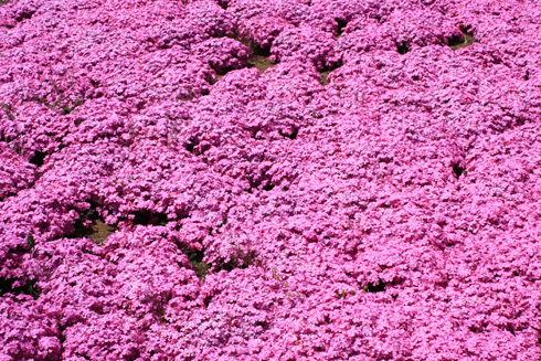芝桜