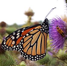 220px-Danaus_plexippus_Cirsium