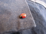 bruna pin2