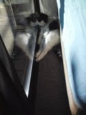 ダウンロード