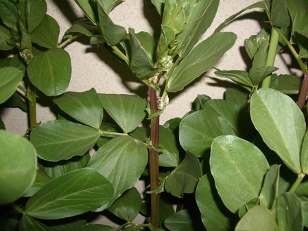 IMGP2386