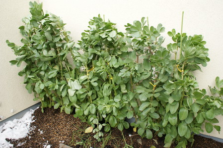 DSC04495