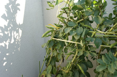 DSC05116