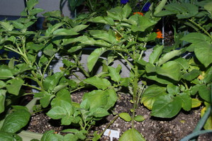 DSC05194