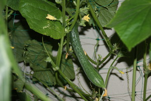 DSC05648