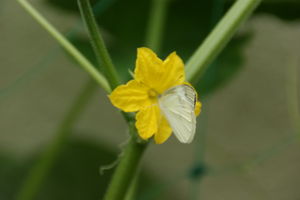 DSC05622