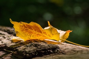 autumn-1705907_640