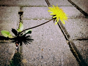 dandelion-729693_640