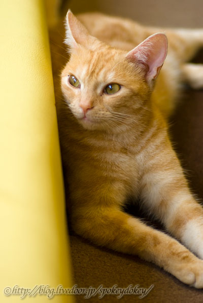 model
