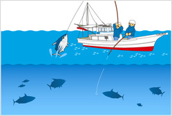 fishing_04_skipjack_tuna