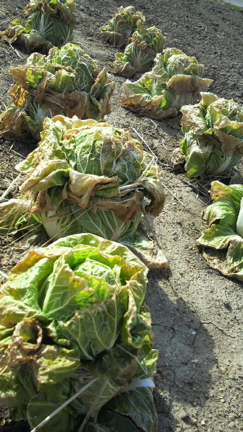 P1000114