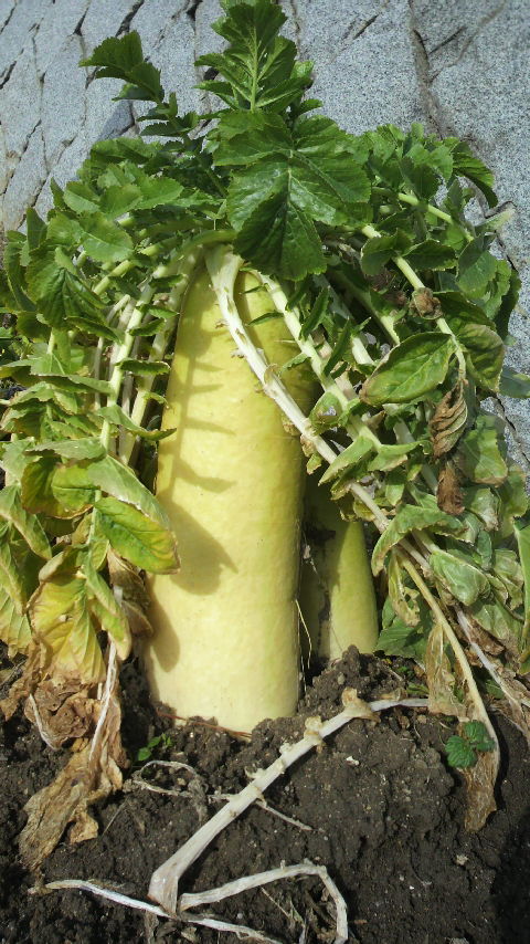 P1000112