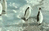 ペンギン