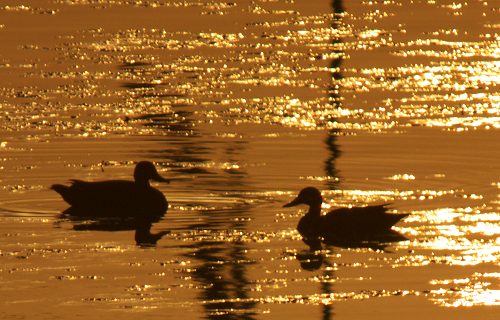 20130512birdss